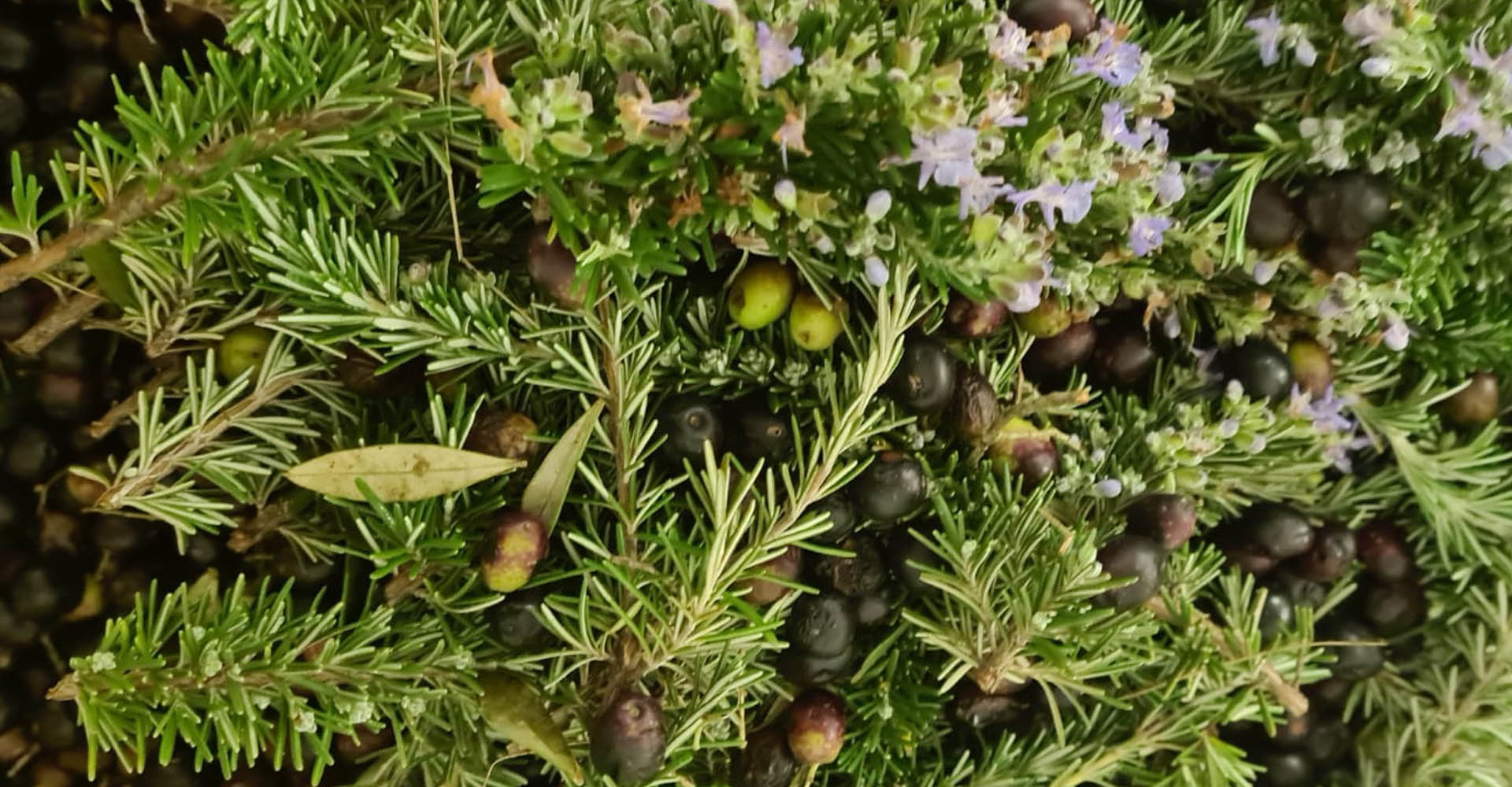 L'Olio