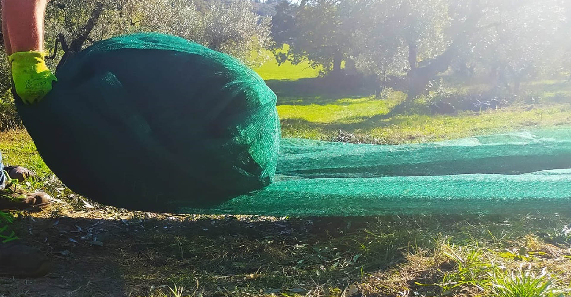 L'Olio