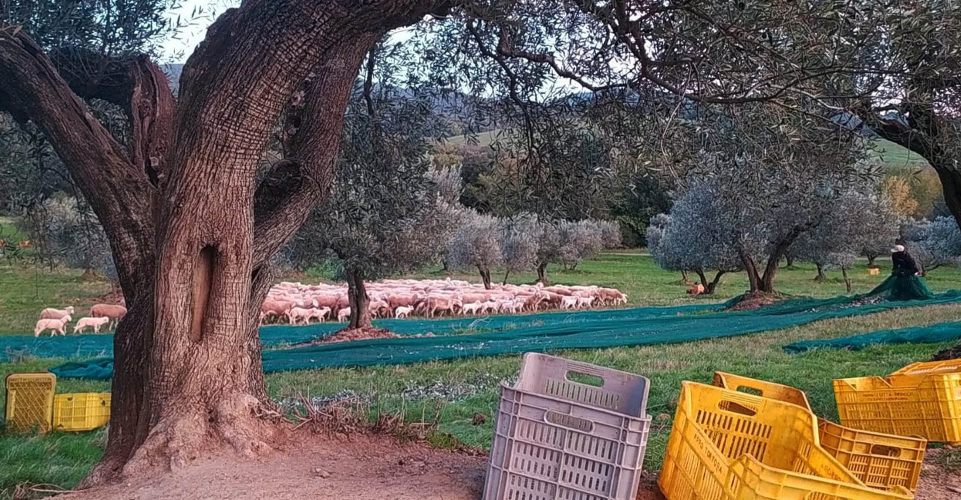 L'Olio
