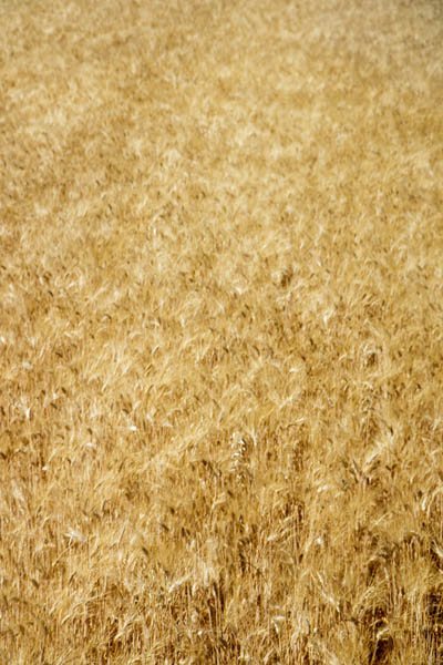 Craft Beer<br/>from Senatore Cappelli grain
