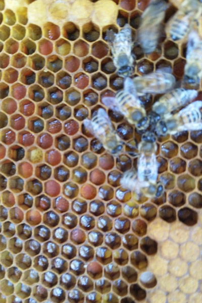 Our honey
