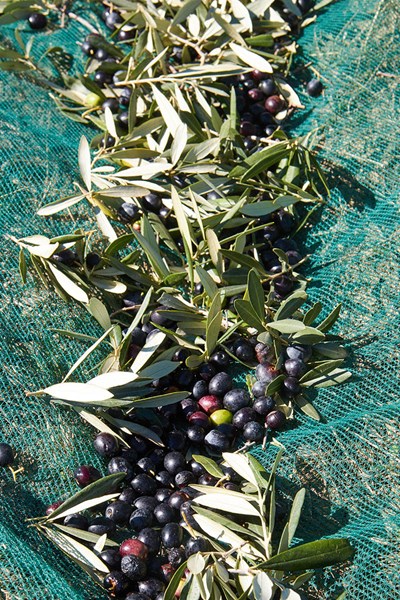 Olivi