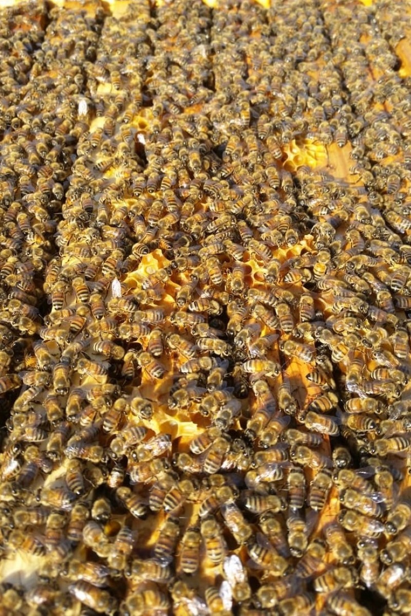 Honey