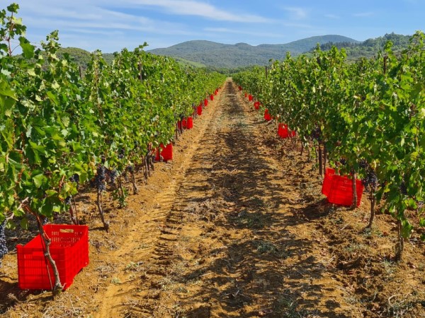 Il Vino