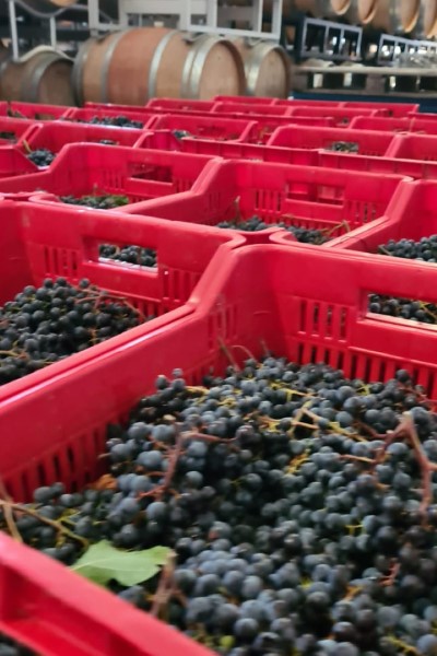 Il Vino