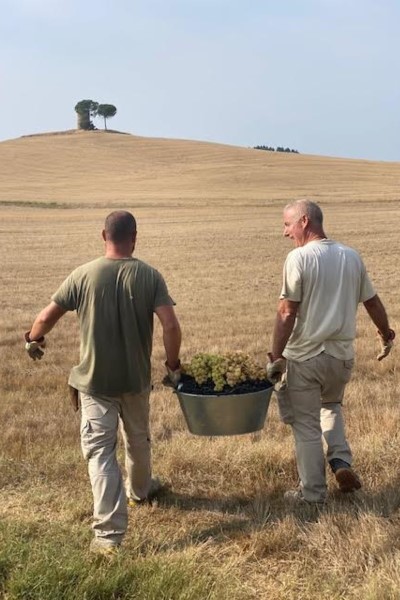 Il Vino