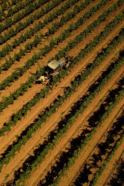 Il Vino